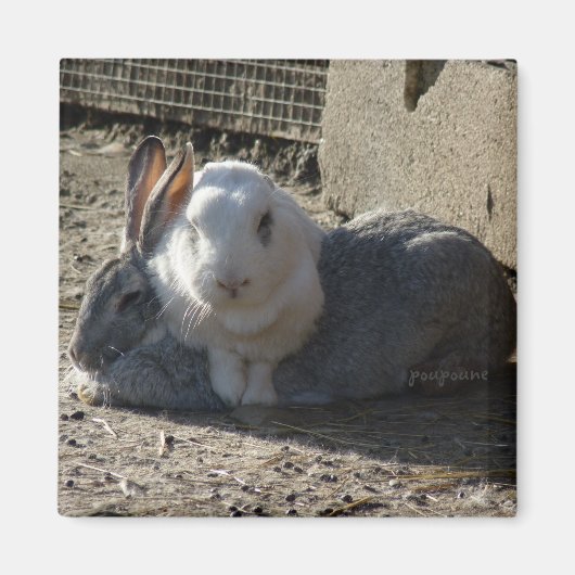 Leuke konijntjes magneet (Voorkant)