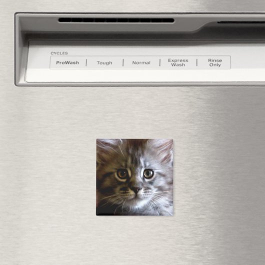 Leuke Maine Coon Kitten Gezichtsmagneet Magneet (Insitu (Vaatwasser))