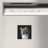 Leuke Maine Coon kitten magneet (Insitu (Vaatwasser))