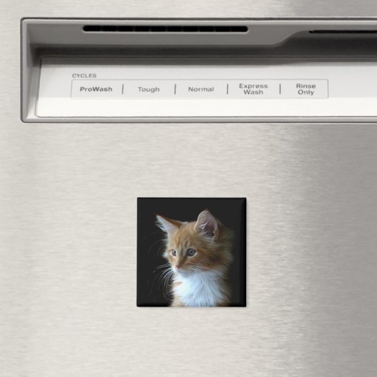 Leuke Maine Coon kitten magneet (Insitu (Vaatwasser))