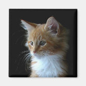 Leuke Maine Coon kitten magneet (Voorkant)