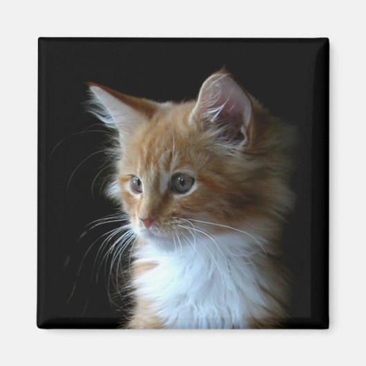 Leuke Maine Coon kitten magneet (Voorkant)