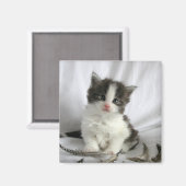 Leuke Maine Coon kitten vierkante magneet (Voorkant / Achterkant)
