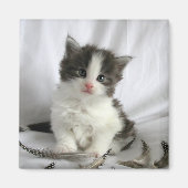 Leuke Maine Coon kitten vierkante magneet (Voorkant)