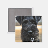 Leuke miniatuur Schnauzer magneet (Voorkant / Achterkant)