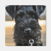 Leuke miniatuur Schnauzer magneet (Voorkant)
