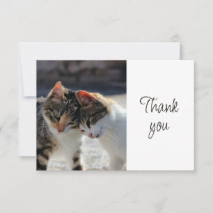 Leuke Moppige Kittens Katten   Dank Je Bedankkaart
