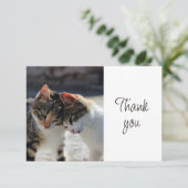 Leuke Moppige Kittens Katten Dank Je Bedankkaart (Staand voorkant)