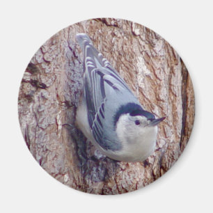 Leuke Nuthatch Vogelmagneet Magneet