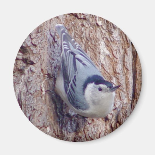 Leuke Nuthatch Vogelmagneet Magneet (Voorkant)