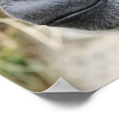 Leuke orang-oetan staren naar het Camera Poster (Hoek)