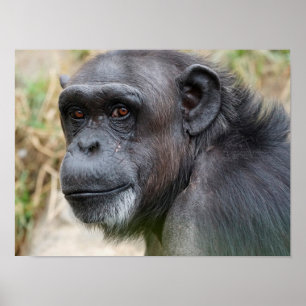 Leuke orang-oetan staren naar het Camera Poster