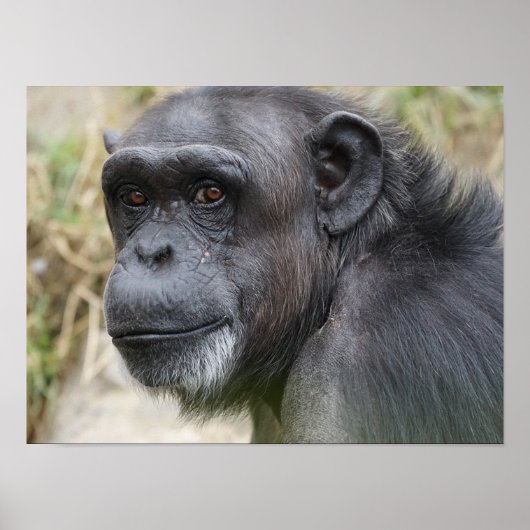 Leuke orang-oetan staren naar het Camera Poster (Voorkant)