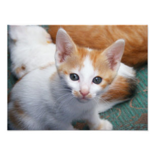 Leuke oranje en witte kattenposter foto afdruk
