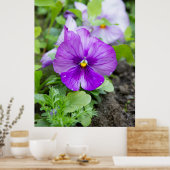 Leuke paarse violette foto poster (Keuken)