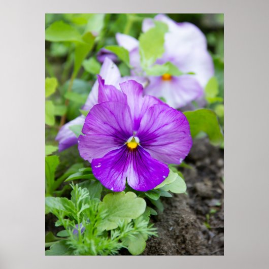 Leuke paarse violette foto poster (Voorkant)