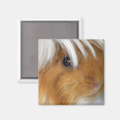 Leuke, Peruaanse, Buff en Witte Cavia Gezicht Magneet (Voorkant / Achterkant)