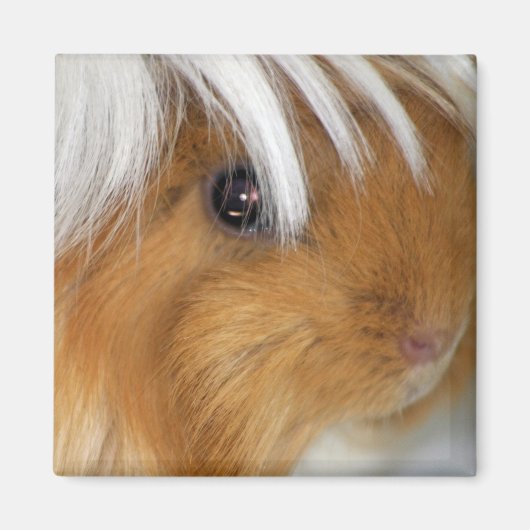 Leuke, Peruaanse, Buff en Witte Cavia Gezicht Magneet (Voorkant)
