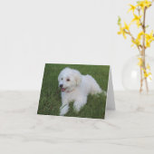 Leuke pluizige witte hond op een briefkaart (Gele Bloem)