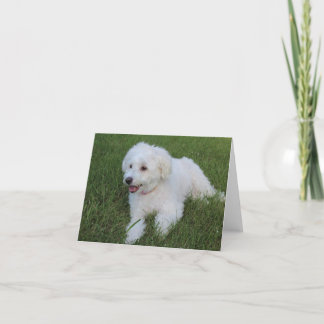 Leuke pluizige witte hond op een briefkaart