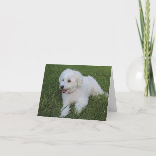 Leuke pluizige witte hond op een briefkaart (Voorkant)