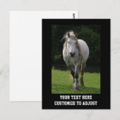 Leuke pony foto briefkaart (Voorkant / Achterkant)