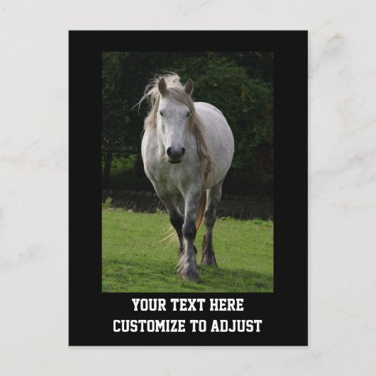 Leuke pony foto briefkaart (Voorkant)