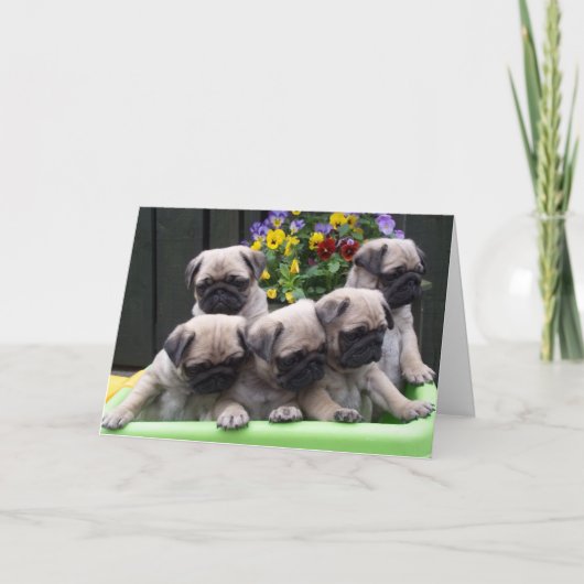Leuke Pug de verjaardagskaart van het Puppy Kaart (Voorkant)