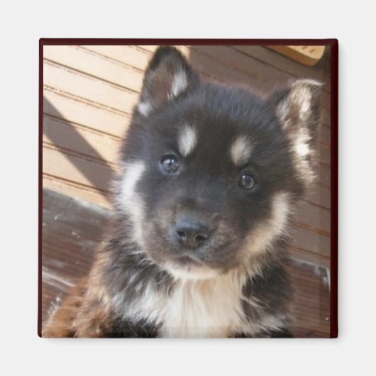 Leuke Puppy gezicht magneten (Voorkant)