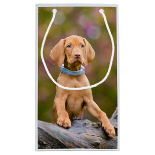 Leuke puppyeyed Hongaarse Vizsla Hond Puppy Foto / Klein Cadeauzakje