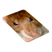 Leuke Rat Gezicht Premium Magnet Magneet (Rechterzijde)