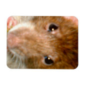Leuke Rat Gezicht Premium Magnet Magneet (Horizontaal)