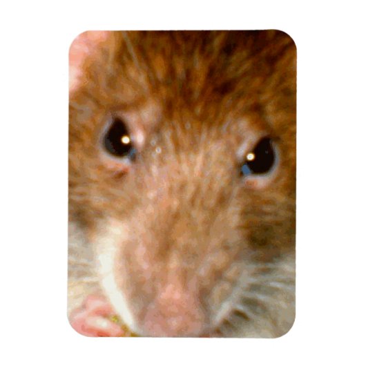 Leuke Rat Gezicht Premium Magnet Magneet (Verticaal)