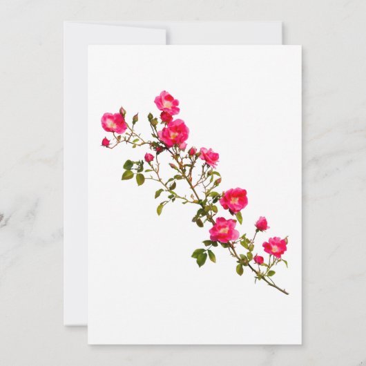 Leuke roze rozen tak met bloemen en knoppen  kaart (Achterkant)