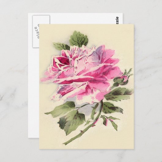 Leuke rozen briefkaart (Voorkant / Achterkant)