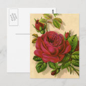 Leuke rozen briefkaart (Voorkant / Achterkant)