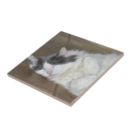 Leuke rustende Maine Coon kat Tegel Tegeltje