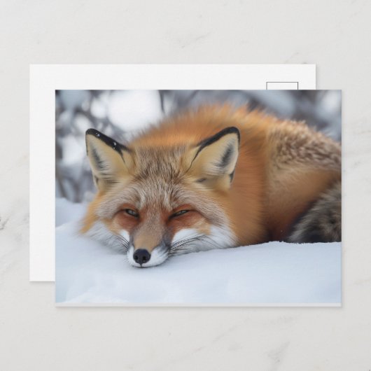 Leuke rustende vos winter dier briefkaart (Voorkant / Achterkant)