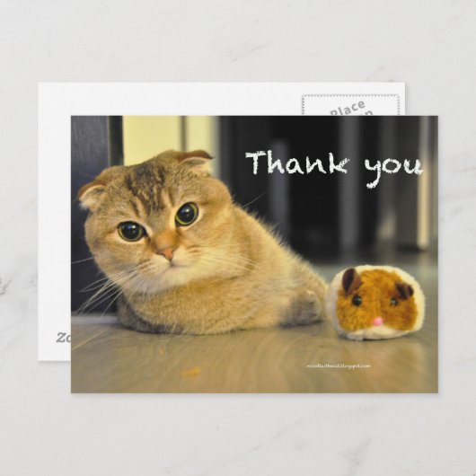 Leuke Schotse Fold Noodles Cat Bedankt briefkaart (Voorkant / Achterkant)