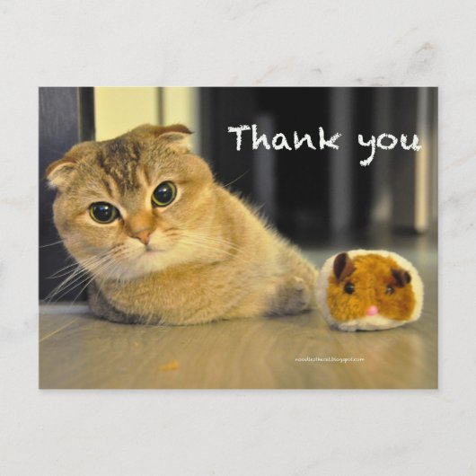 Leuke Schotse Fold Noodles Cat Bedankt briefkaart (Voorkant)