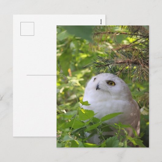 Leuke SneeuwUil Feestdagenkaart (Voorkant / Achterkant)