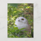 Leuke SneeuwUil Feestdagenkaart (Voorkant)