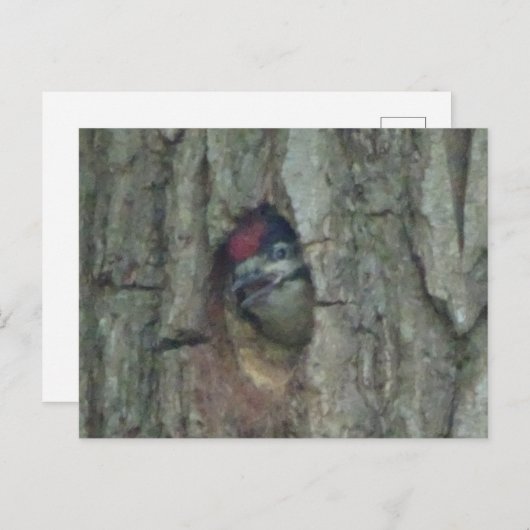 Leuke specht jong DIY Briefkaart (Voorkant / Achterkant)