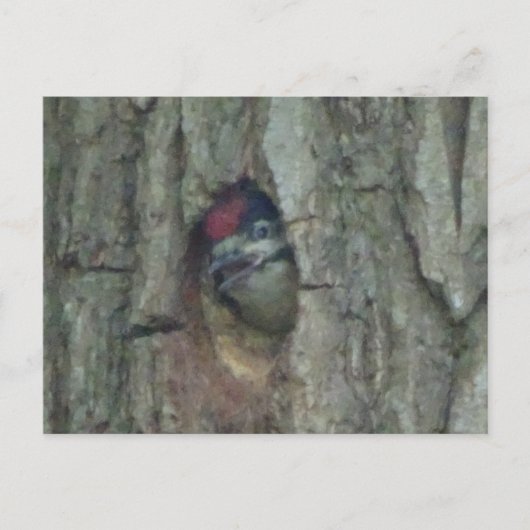 Leuke specht jong DIY Briefkaart (Voorkant)