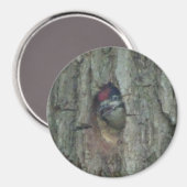 Leuke specht jonge magneet (Voorkant / Achterkant)
