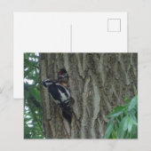 Leuke specht met jong DIY Briefkaart (Voorkant / Achterkant)