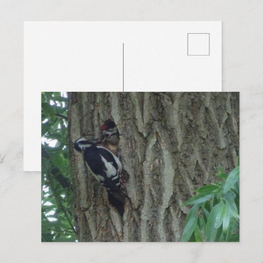 Leuke specht met jong DIY Briefkaart (Voorkant / Achterkant)