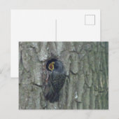 Leuke spreeuw met jong DIY Briefkaart (Voorkant / Achterkant)