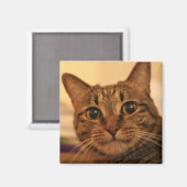 Leuke tabby kat koelkast magneet (Voorkant / Achterkant)