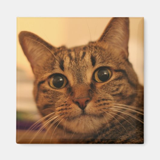 Leuke tabby kat koelkast magneet (Voorkant)